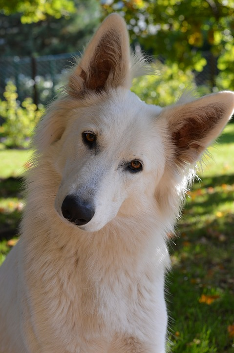 White_Shepherd